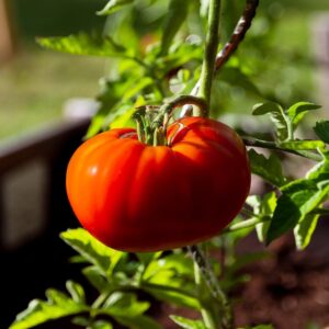 Tomato 'Marmande Superprecoce'
