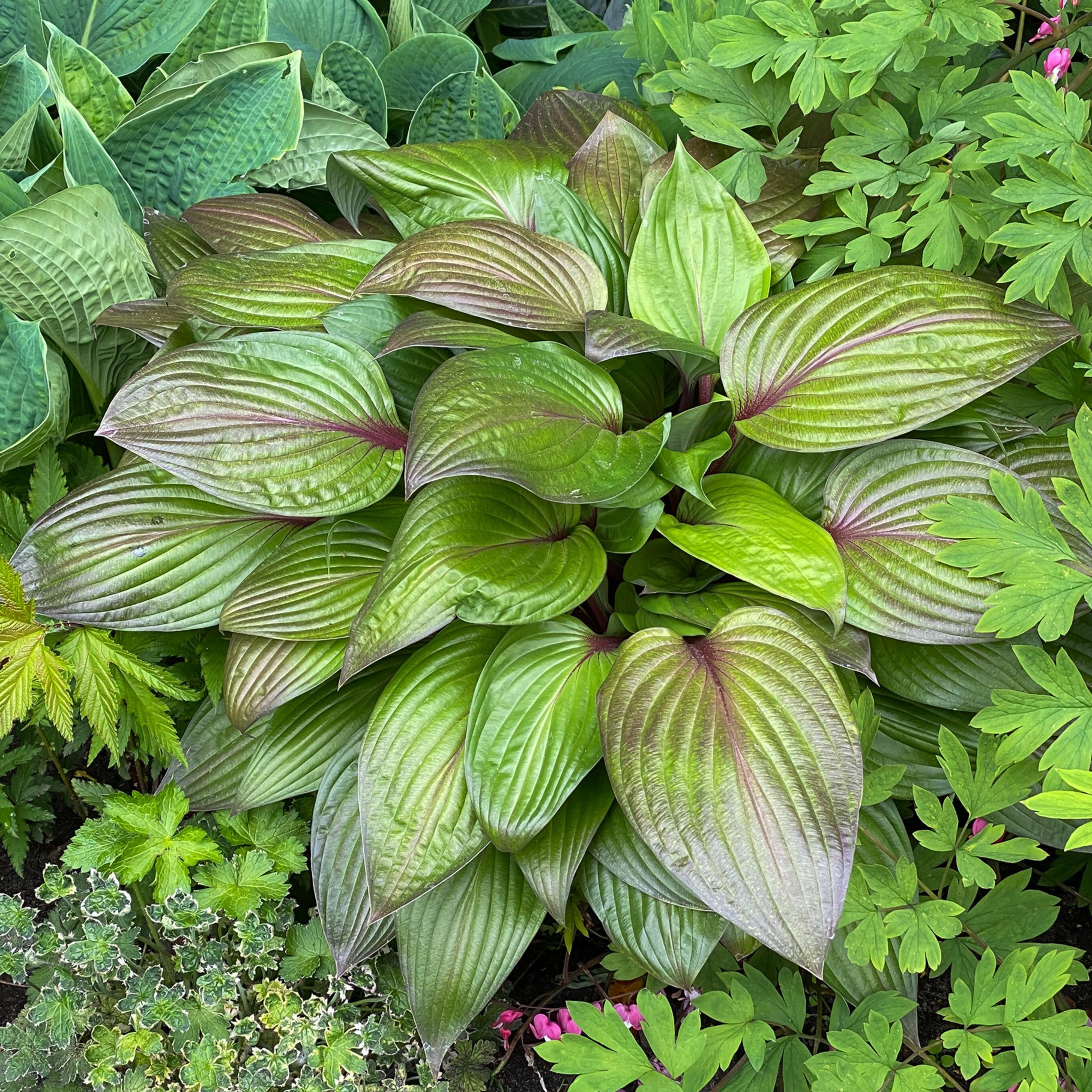 Hosta First Blush