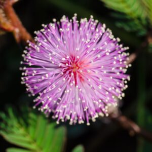 Mimosa Pudica Seeds