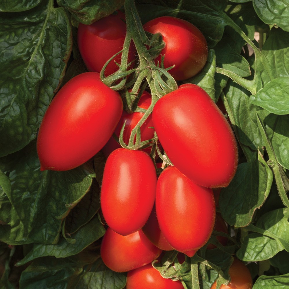 NAGINA A + CONTENT SQ