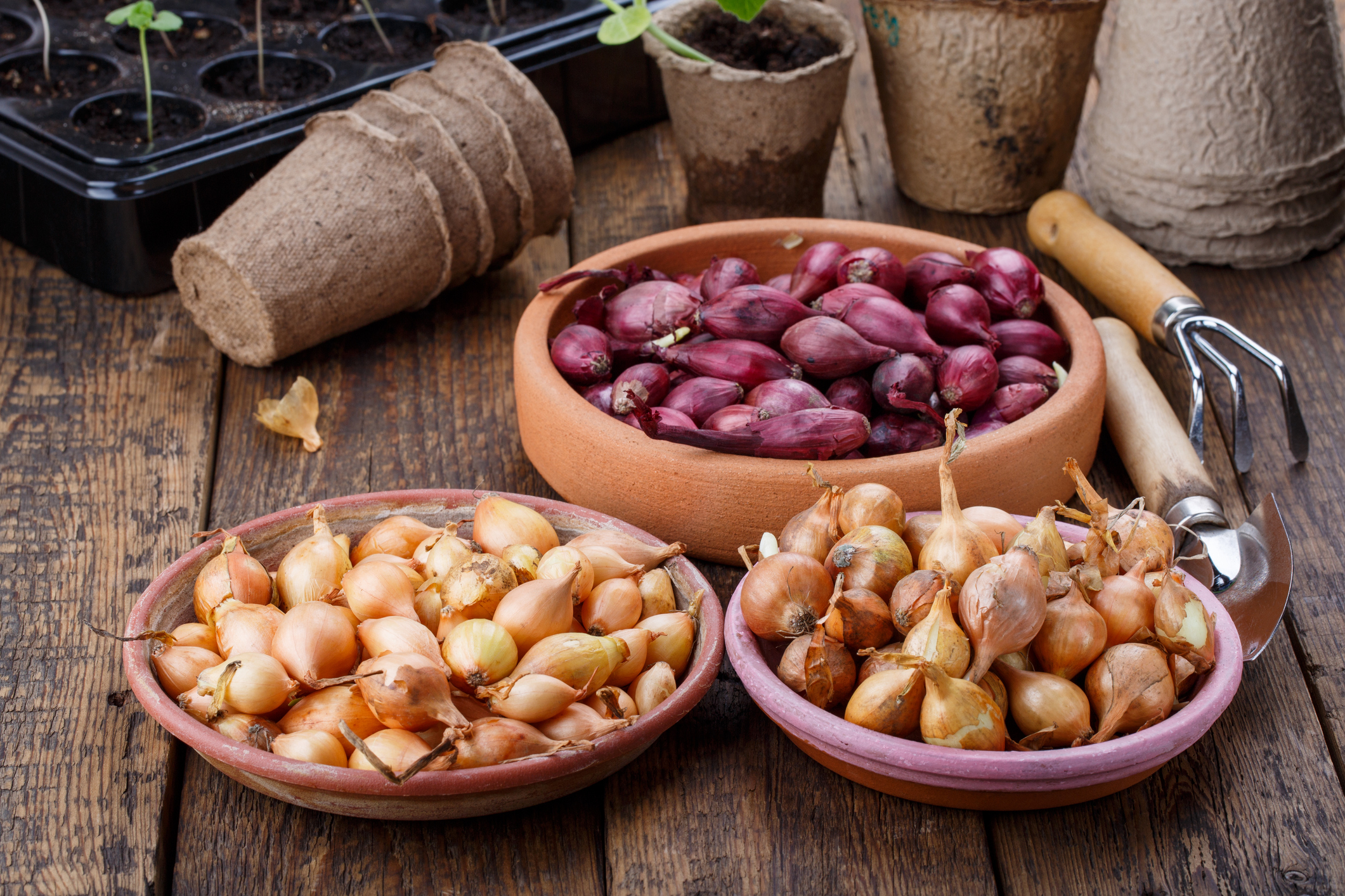 Small bulbs of red and yellow onion sets ready to planting. Springtime, gardening concept.