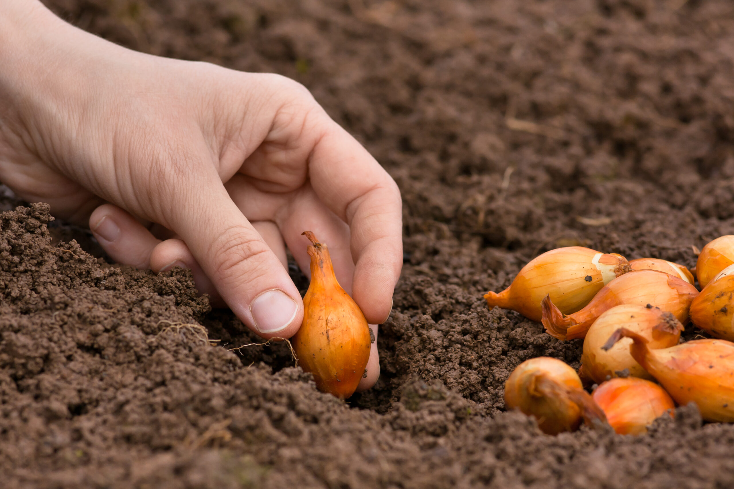 hand planting set onion in the vegetable garden