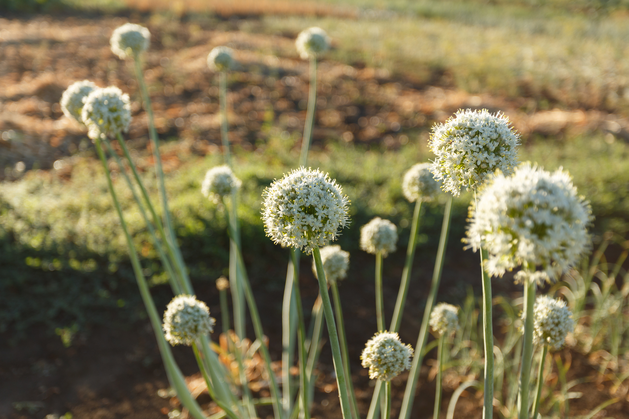 The blooming summer onions at sunrise, close