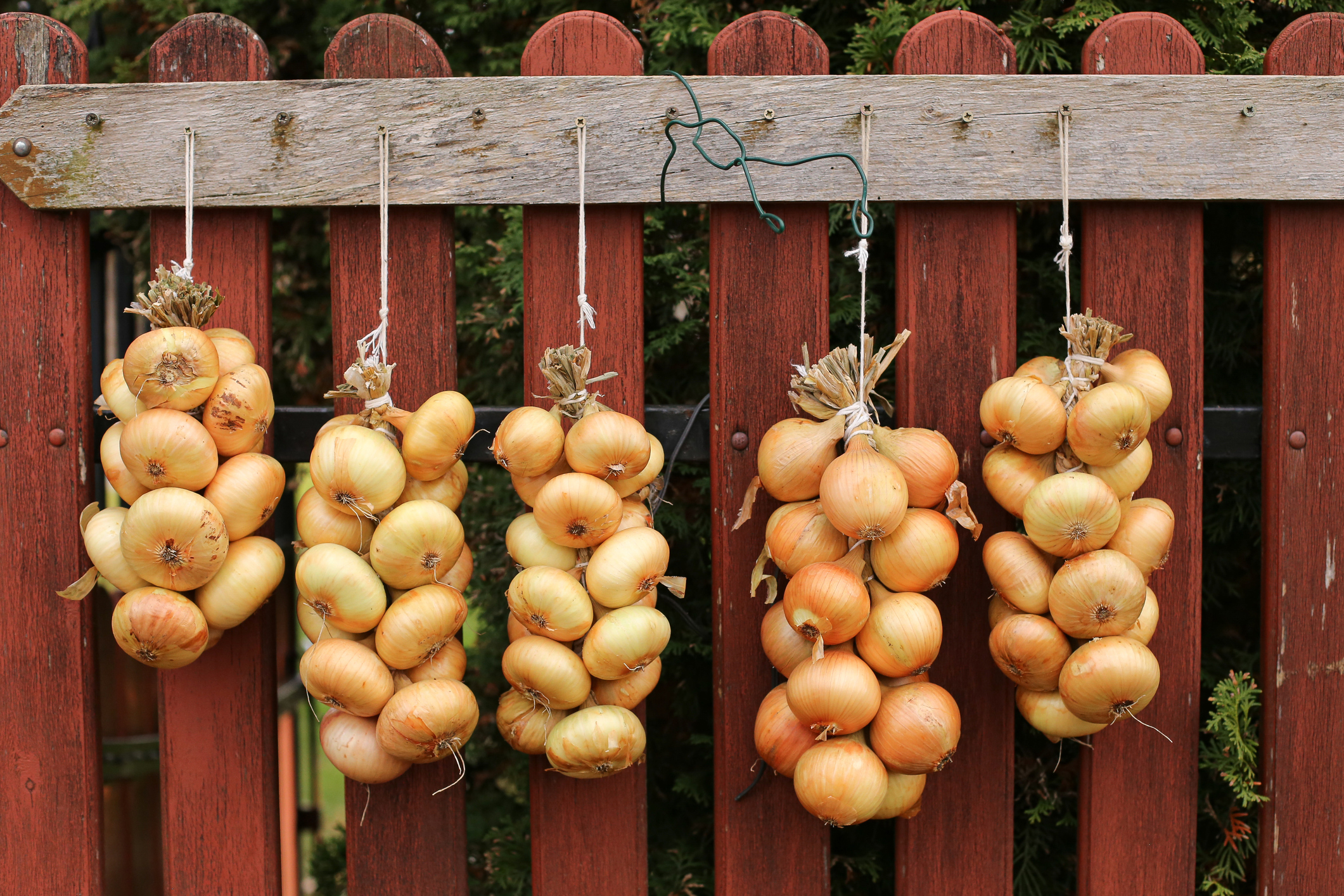 Traditional method of food preservation symbolizing rural farm lifestyle and simplicity.