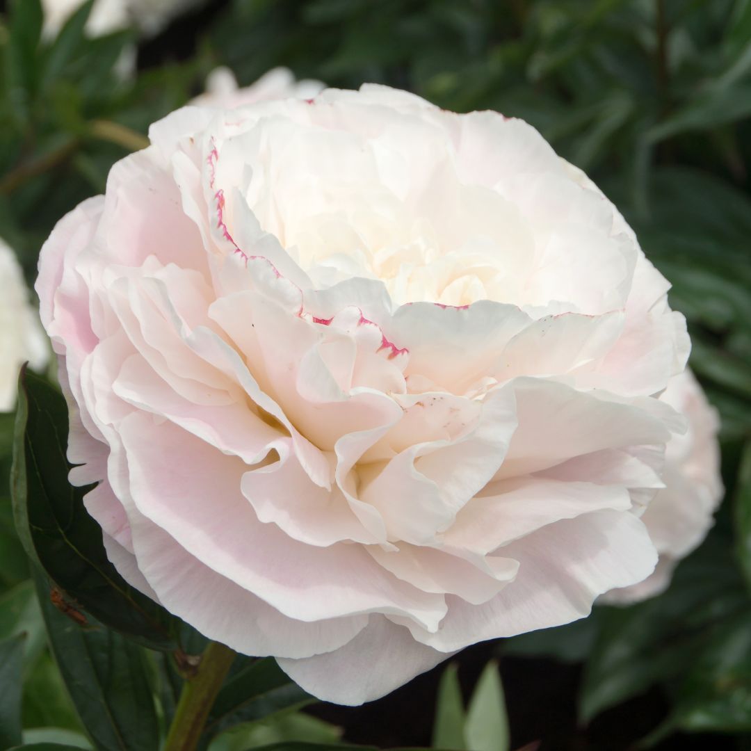 Peony - BR - Mothers Choice - 2 - 181225 - DeRee SQ