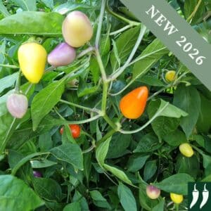 Multi-coloured hot Jalapeno chilli peppers growing on the plant in orange, yellow, and purple with leafy green foliage