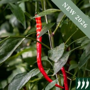 Red Joe's Long Cayenne chilli pepper growing on the plant