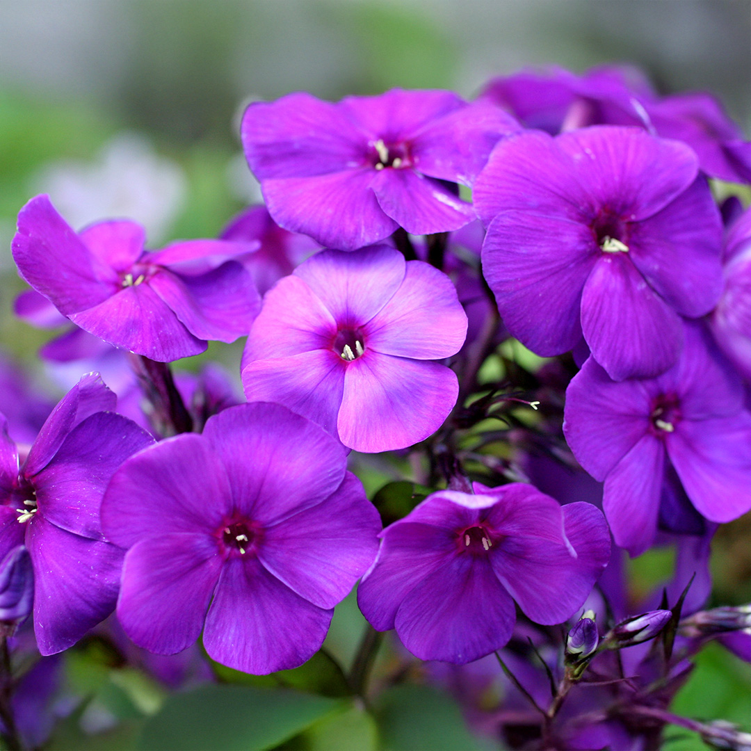 Phlox - BR - Paniculata Nicky - 1 - 241225 - DeRee SQ PS