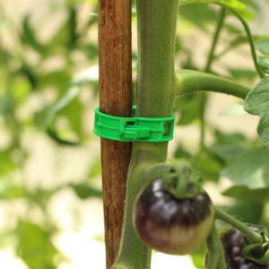 A green plastic plant support clip is around a bamboo cane and a tomato plant stem to support growth. There is a ripening purple tomato within leafy green foliage and a blurred background