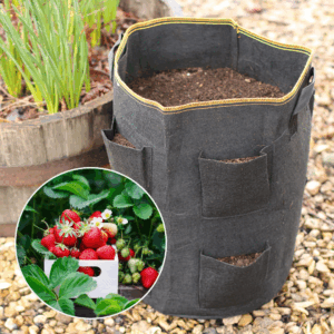 Strawberry Growing Bundle