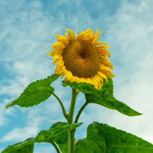 Sunflower Giant White Seeded