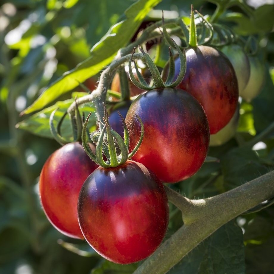 Tomato - Black Moon (4) - Copy