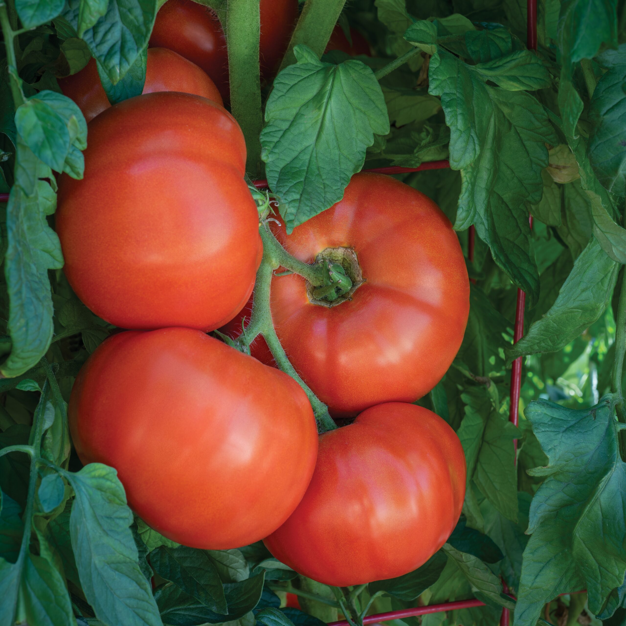 Tomato 'Bodacious' Hybrid; 'Burlesque Hybrid' in Burpee Europe ; Burpee Europe