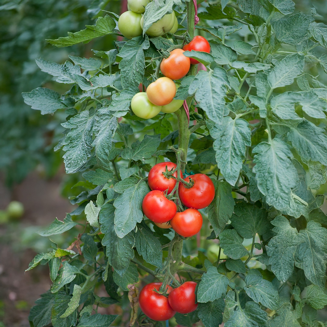 Tomato Crimson Crush F1 - Image 2