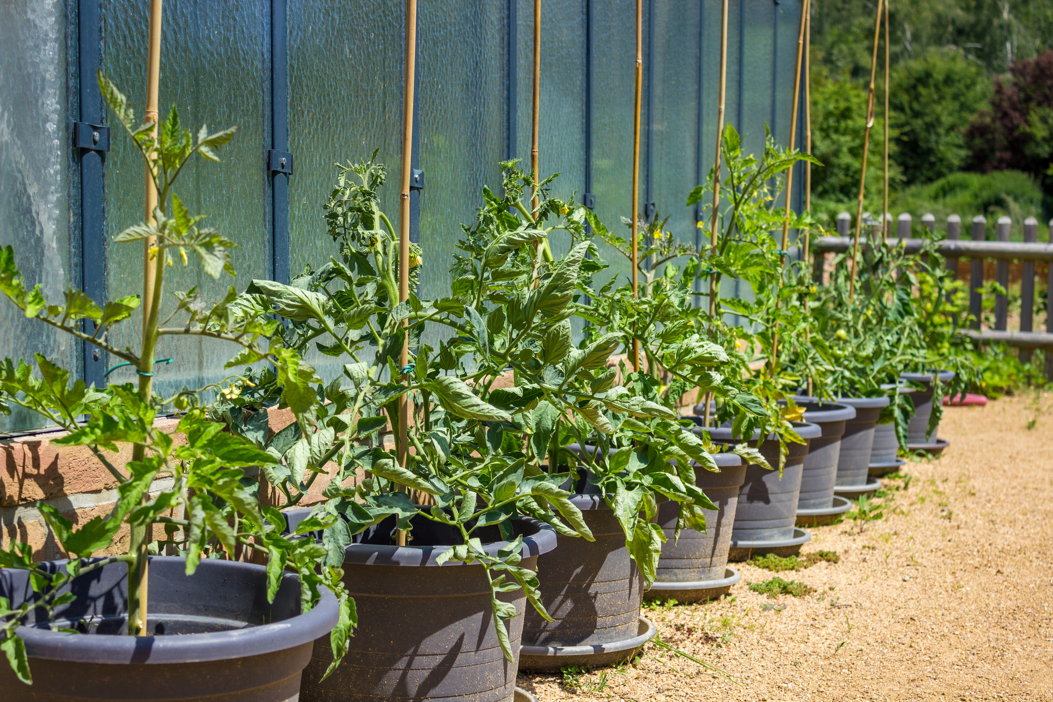 Growing tomatoes in grey pots and near the greenhouse on the background. High quality photo