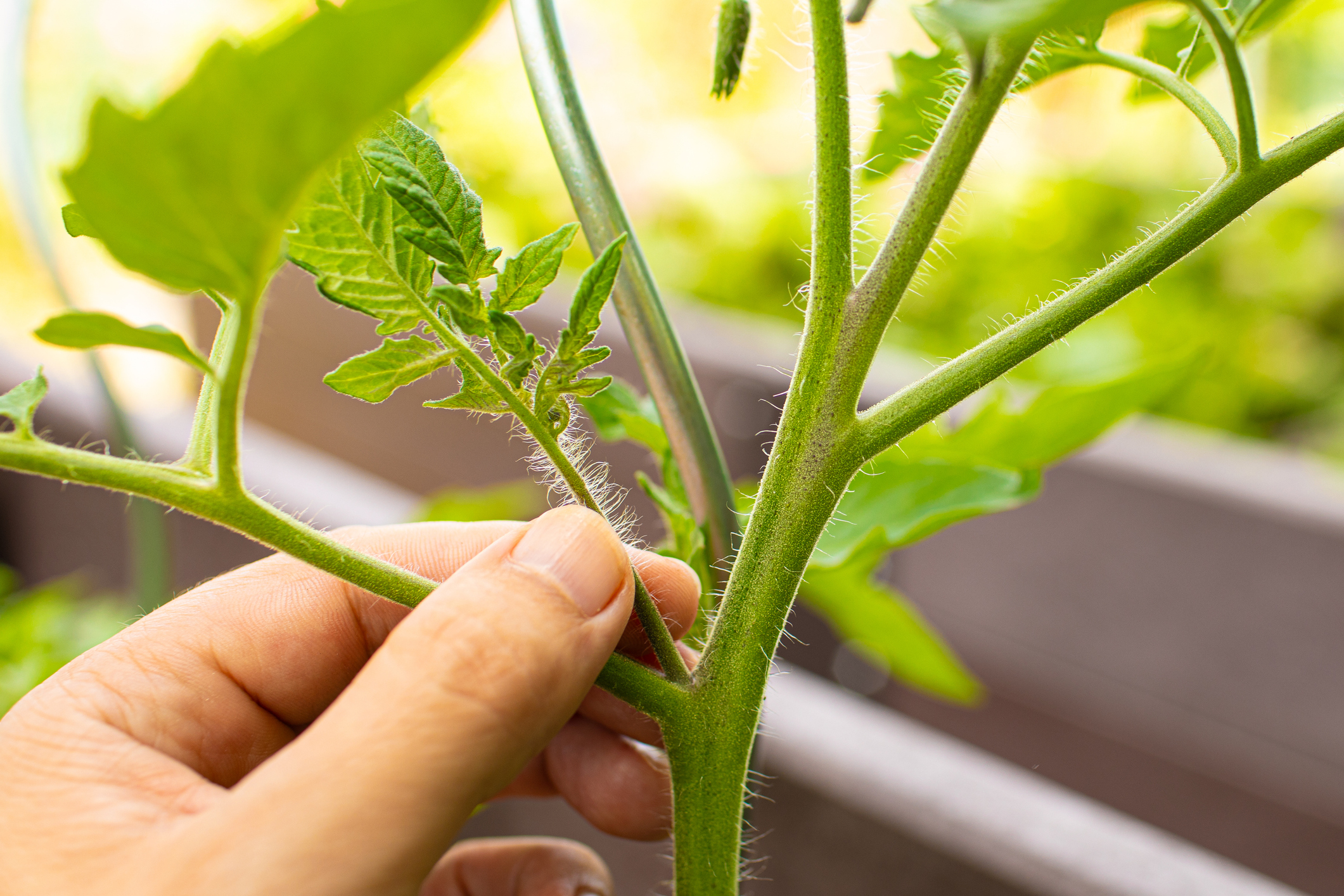 Farmer pruning tomato plant in the garden.