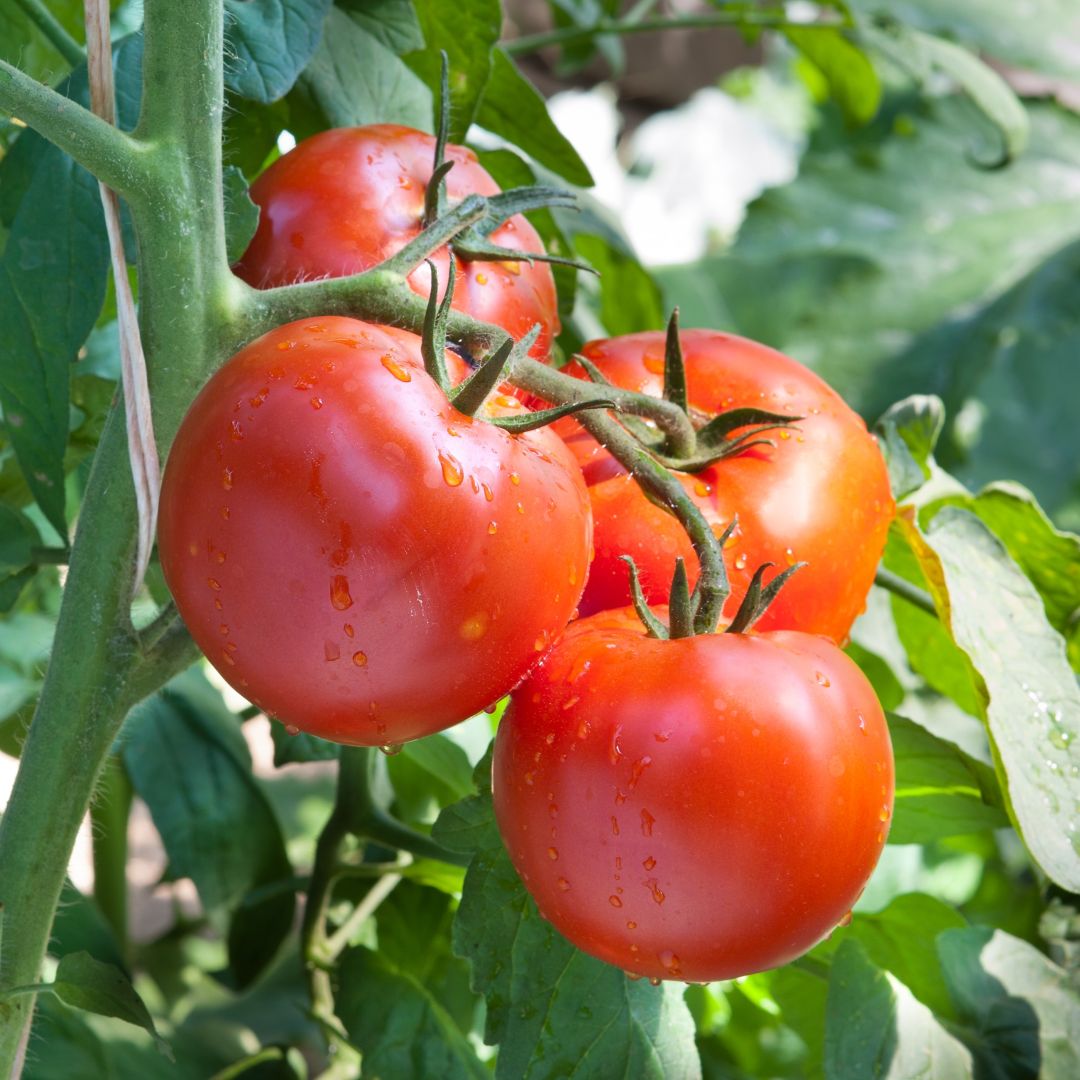 Tomato - Money Maker - 1 - 220126 - iStock SQ
