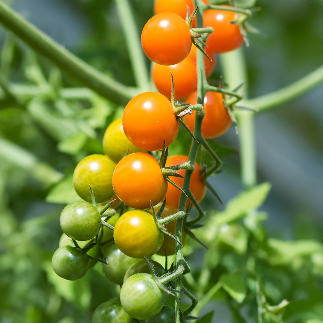 Tomato - Sungold - 1 - 290126 SQ PS