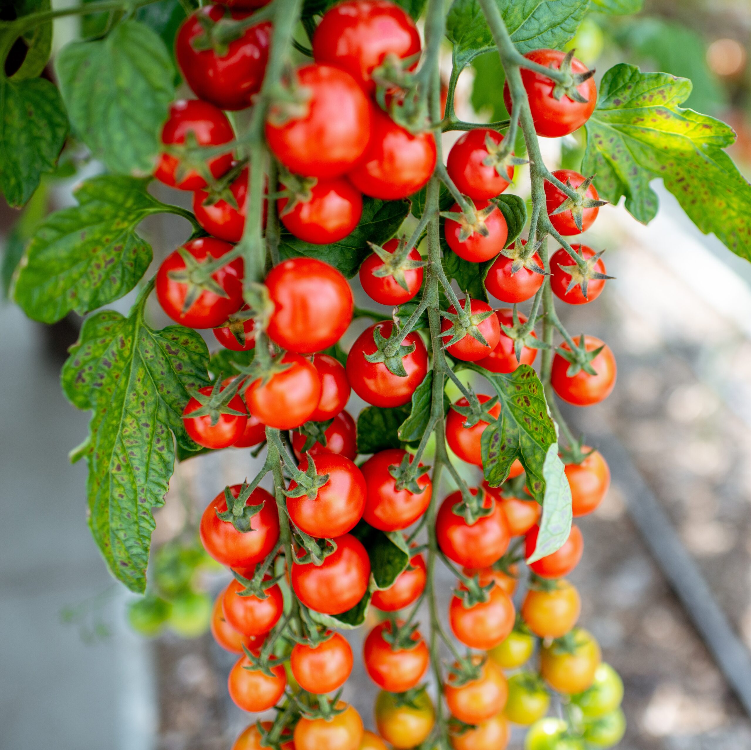 Branch with lots of growing cherry tomatoes on the organic plantation, close-up view