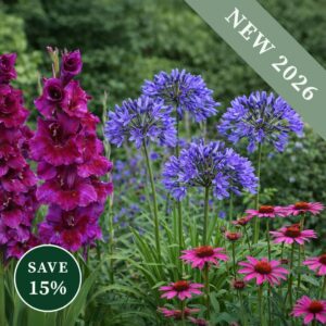 Beautiful High Summer Bare-Root Perennials in pink, red, and blue. The arrangement includes echinacea vintage wine, agapanthus africanus blue, and gladioli velvet eyes.