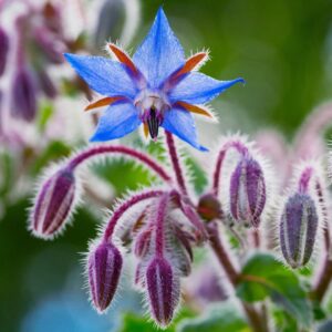 Borage - Organic