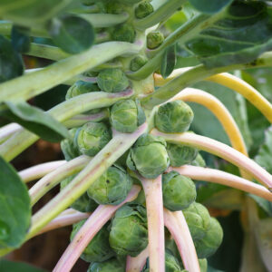 Cryptus F1 Brussels sprouts growing on the stalk in tight light green buttons with the leaves still attached