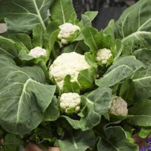Multi-headed cauliflower with white curds and dark green leaves
