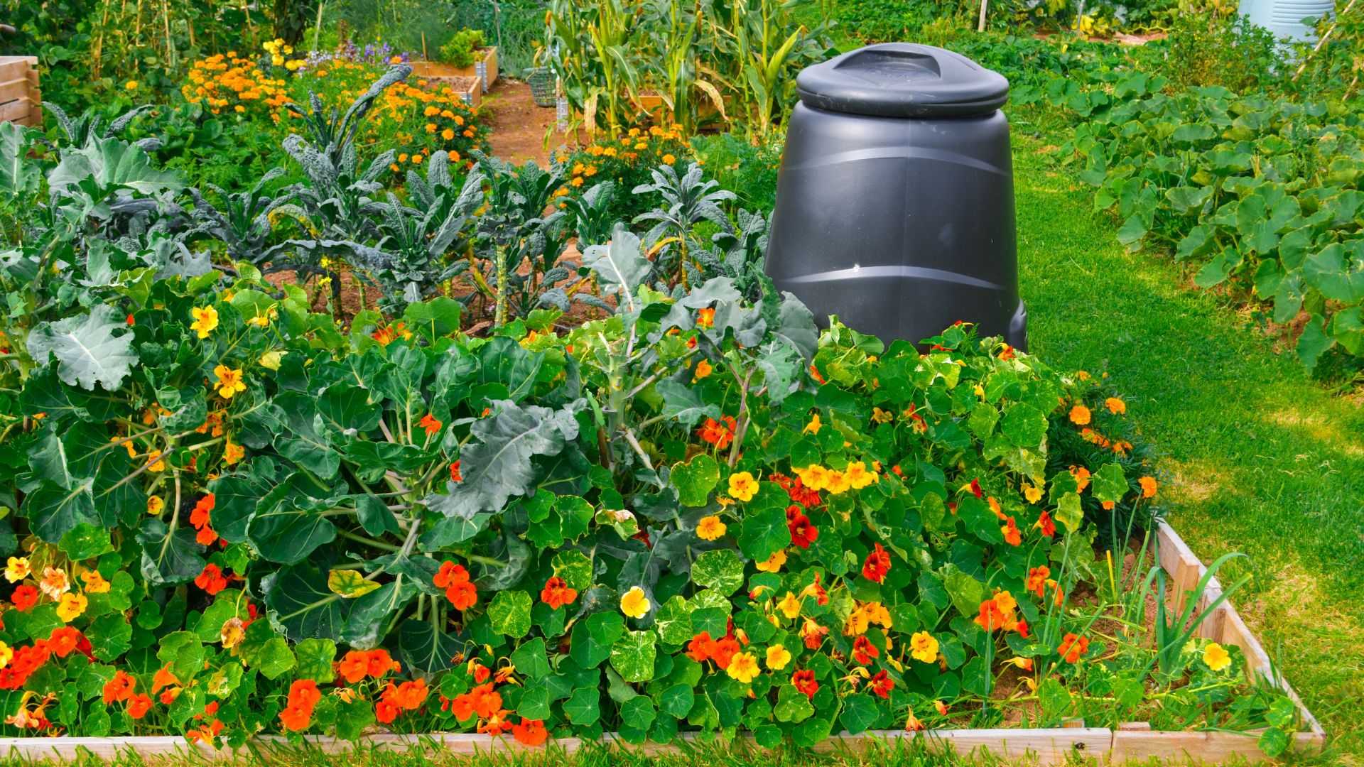 Companion Planting - General - 1 - 260326 - Getty 16x9