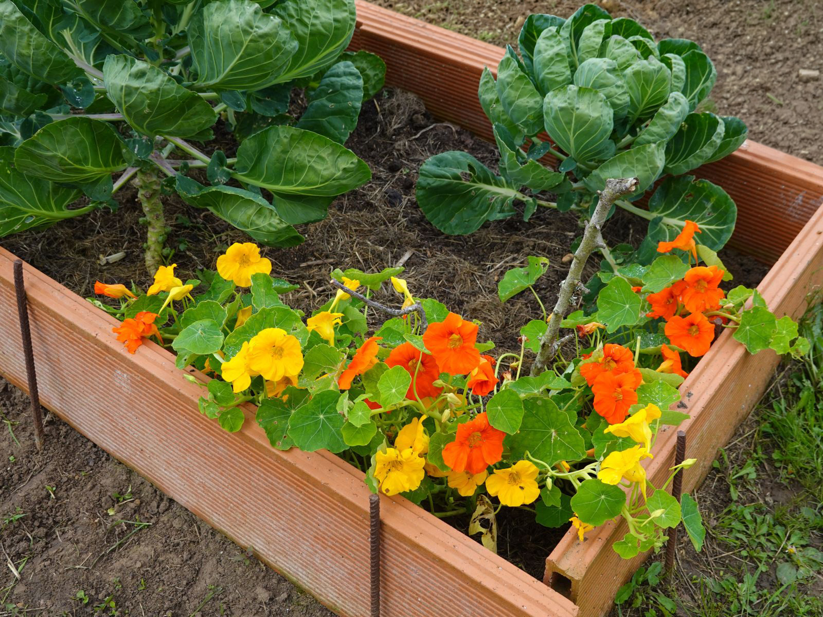 Companion Planting - General - 2 - 260326 - Getty 4x3 PS