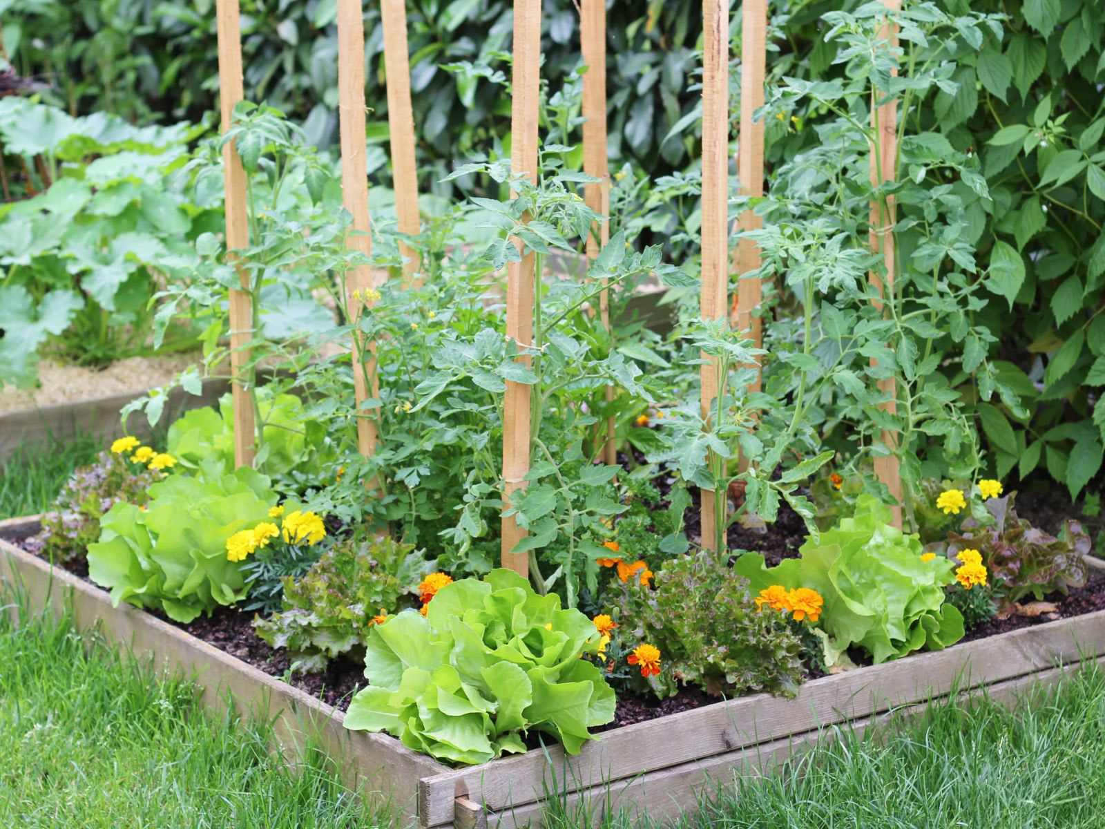 Companion Planting - General - 3 - 260326 - Getty 4x3 PS