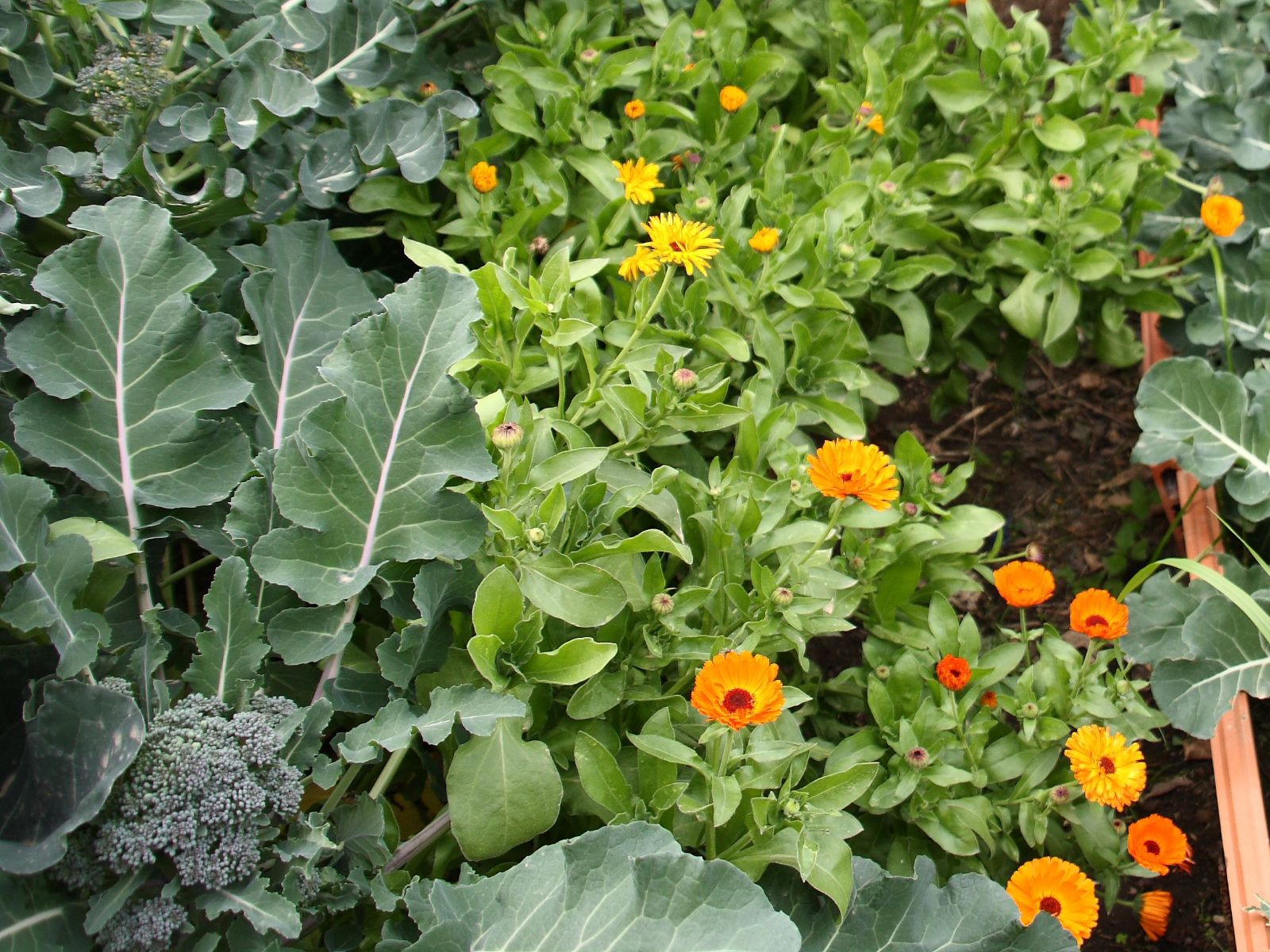 Companion Planting - General - 4 - 260326 - Getty 4x3