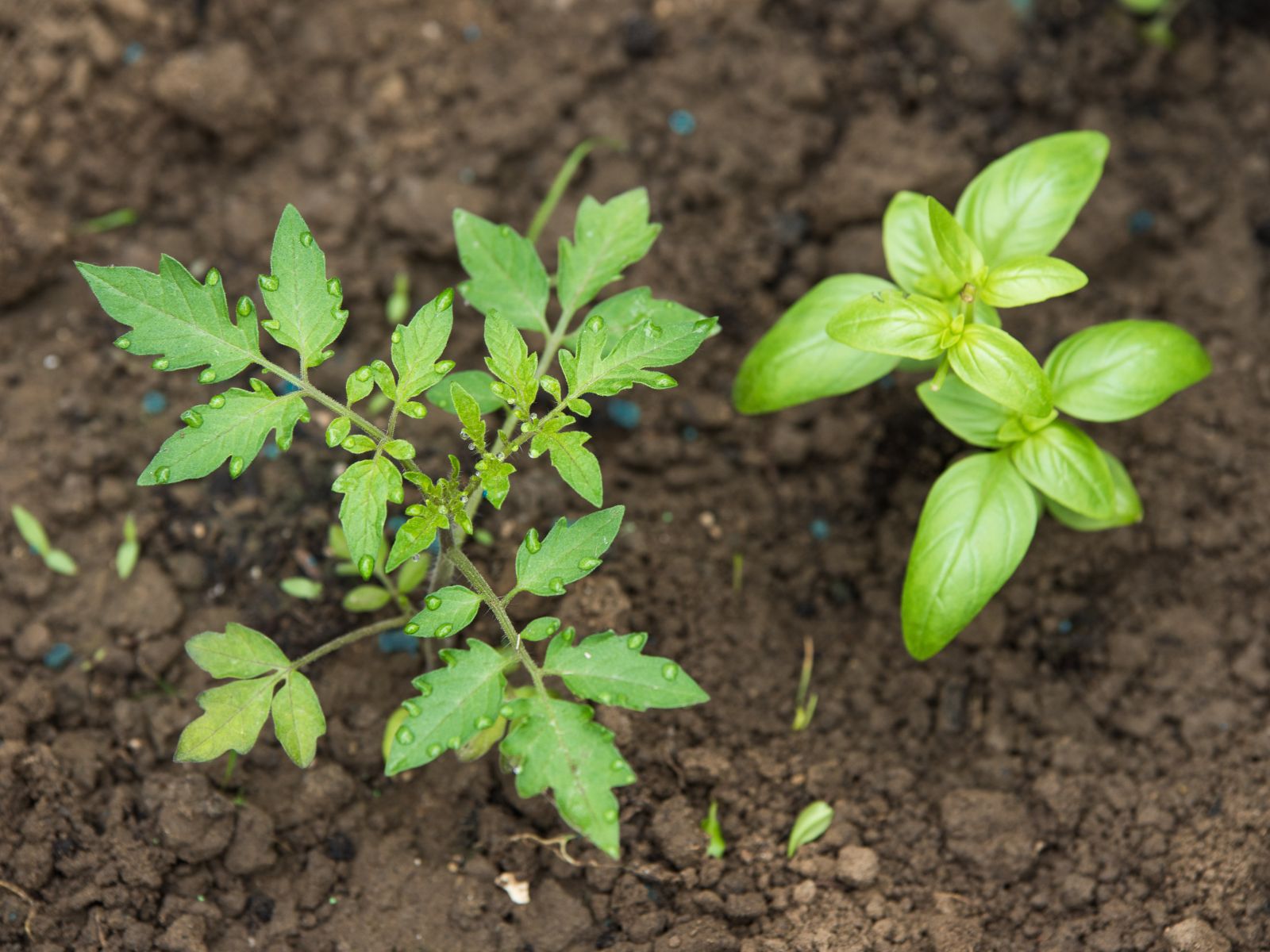 Companion Planting - General - 5 - 260326 - Getty 4x3