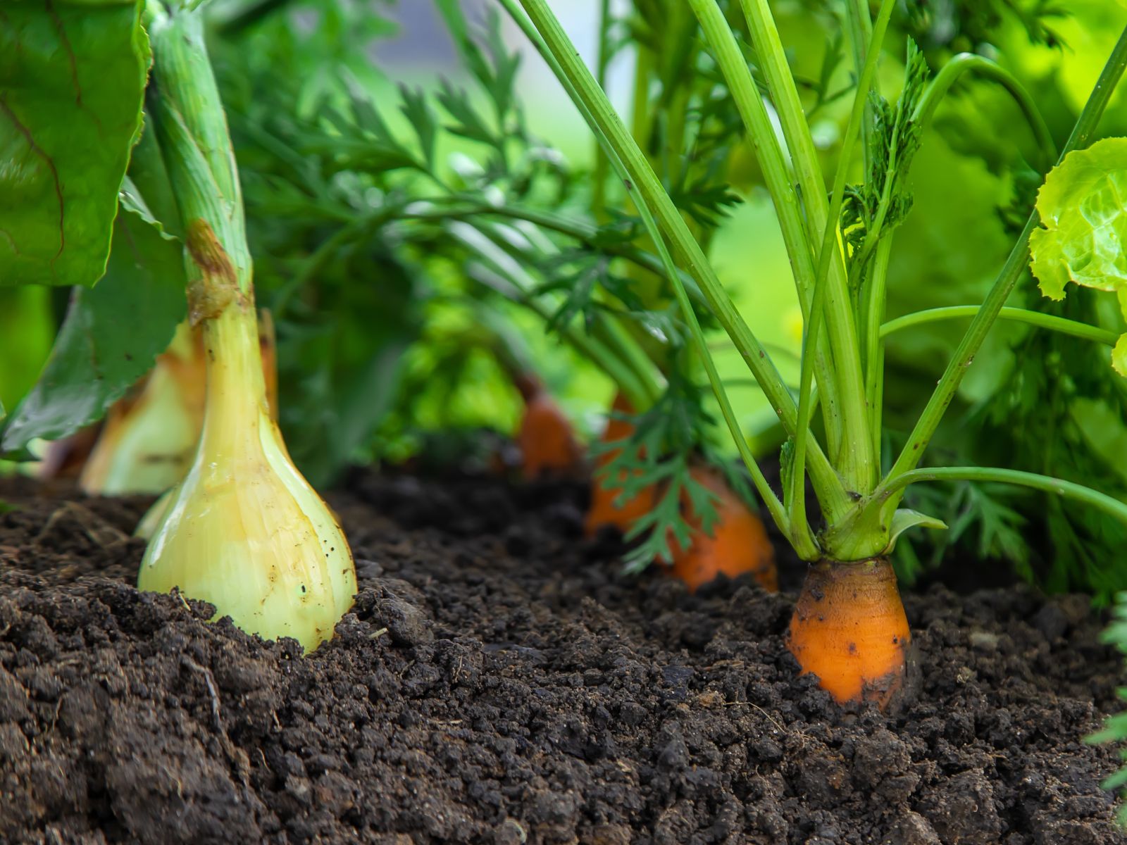 Companion Planting - General - 6 - 260326 - Getty 4x3