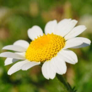 Corn Chamomile Seeds