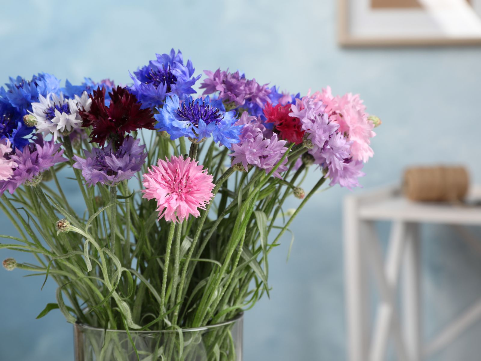 a variety of pink blue and purple cornflowers in a clear glass vase with a pale blue wall background