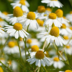 Chamomile - Organic
