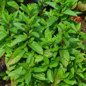 Organic Peppermint