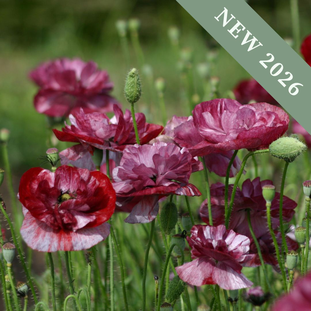 Papaver Pandora