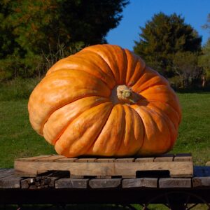 Dills Atlantic Giant Pumpkin on a wooden pallet with grassy garden behind
