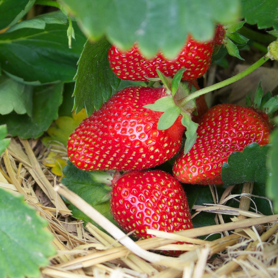 Ripe red Symphony strawberries growing on the plant lying on straw with green leaves