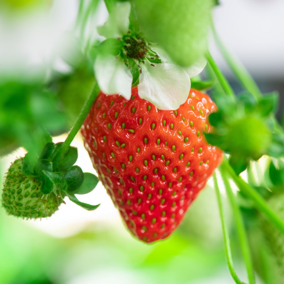 Ripening red Symphony strawberries growing on the plant with blurred green background