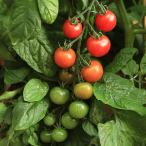 Gardener's Delight Cherry Tomatoes ripening on the vine in green, orange, and red with leafy background