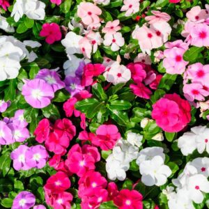 Busy Lizzie (Impatiens) Holstii Mix