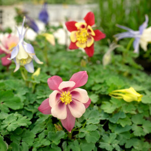Aquilegia (Columbine) McKana Giants Mix