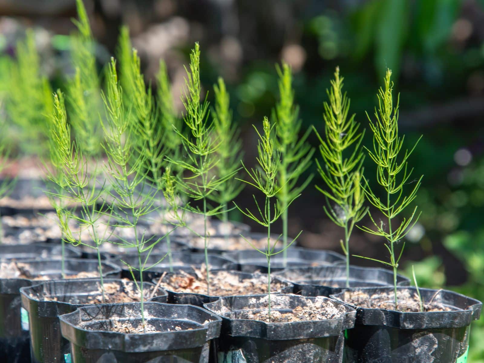 Asparagus - General Content - 2 - 260326 - Getty 4x3