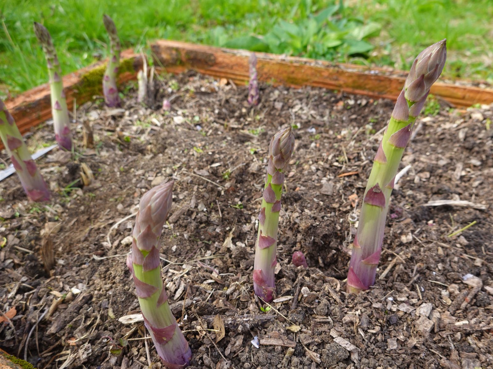 Asparagus - General Content - 3 - 260326 - Getty 4x3