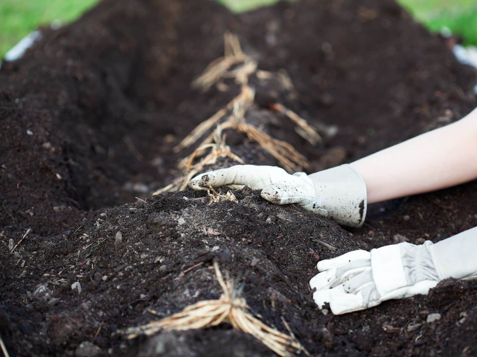 Asparagus - General Content - 4 - 260326 - Getty 4x3