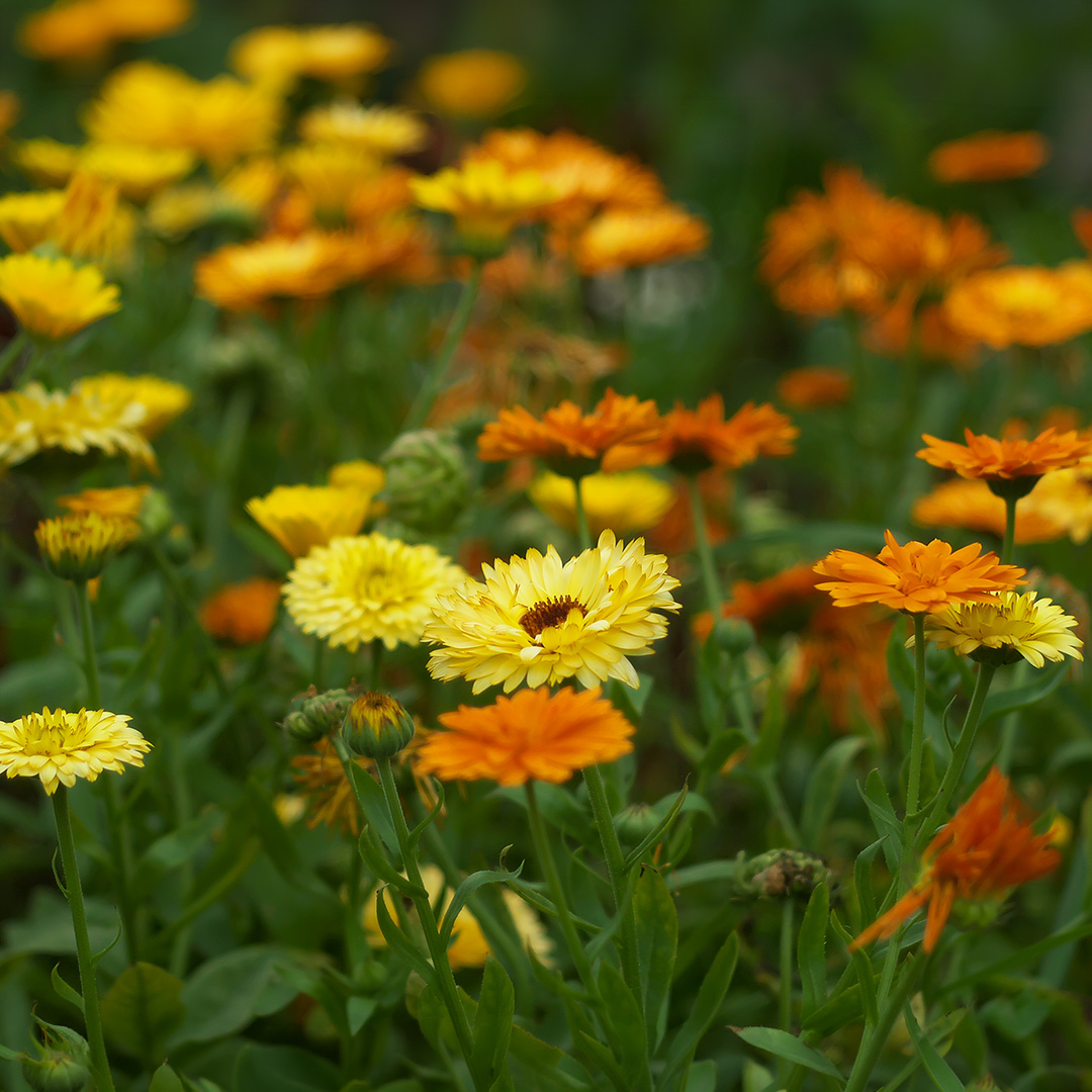 Calendula (officinalis) Fiesta Gitana Mix - Image 2