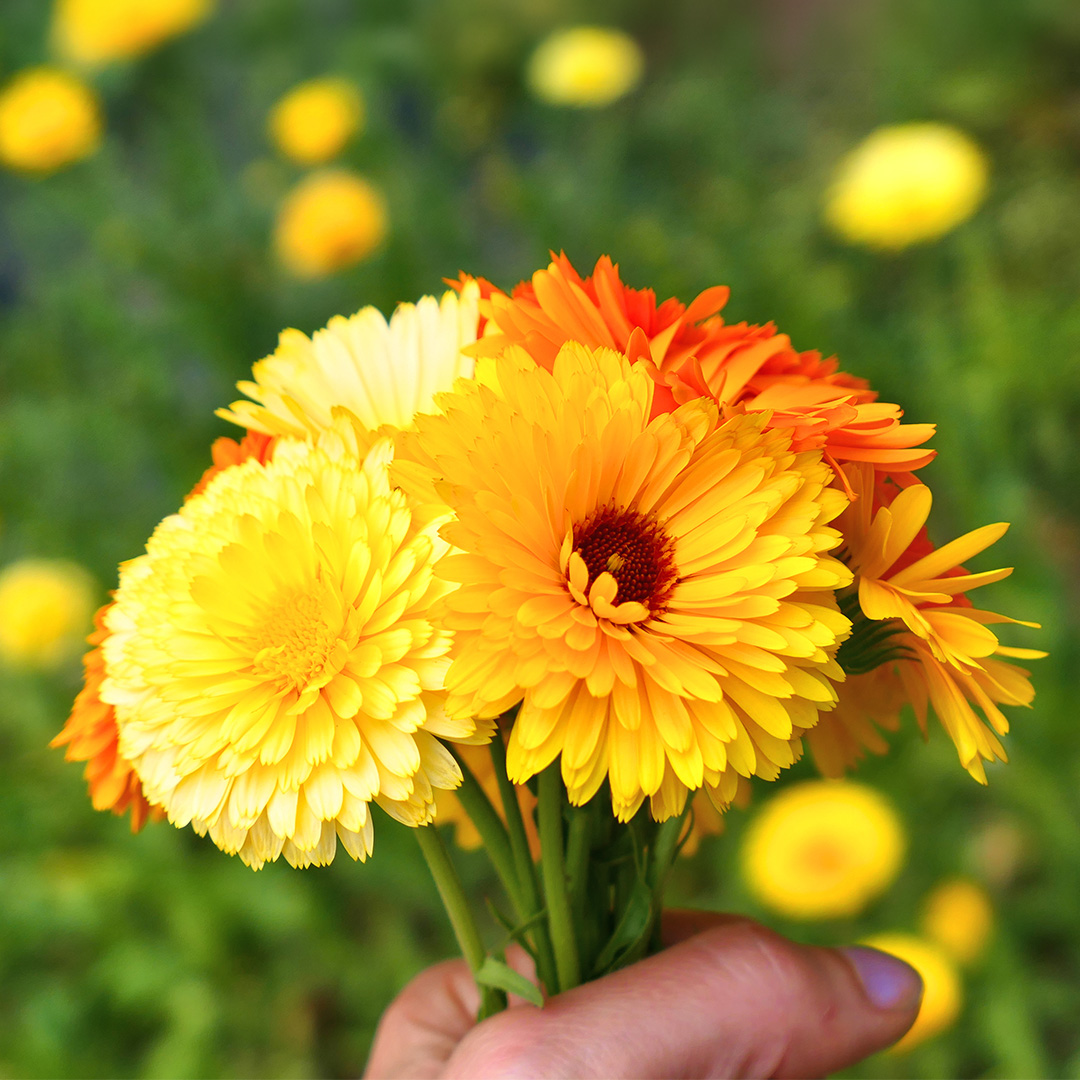 Calendula (officinalis) Fiesta Gitana Mix - Image 3