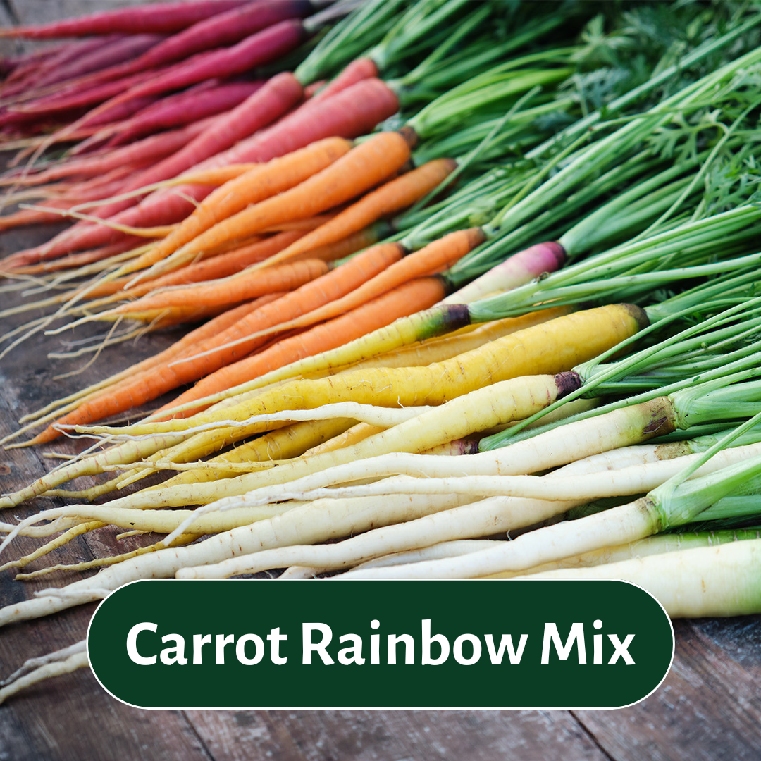 Carrot Rainbox Mix SQ